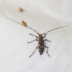 Acanthocinus pusillus