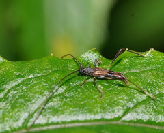 Mecynopus semivitreus