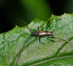 Mecynopus semivitreus