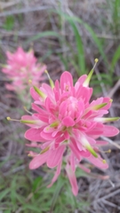 Castilleja purpurea