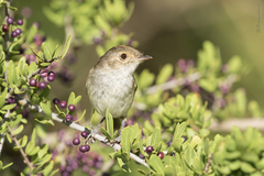 Euscarthmus meloryphus