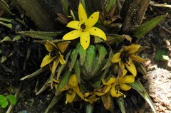 Molineria capitulata