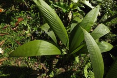 Molineria capitulata