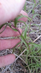 Castilleja purpurea