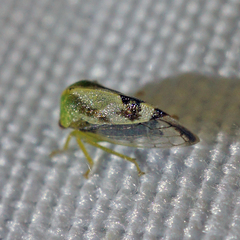 Atymna helena