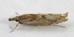 Mesolia baboquivariella