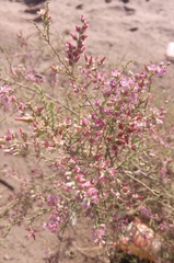 Tamarix