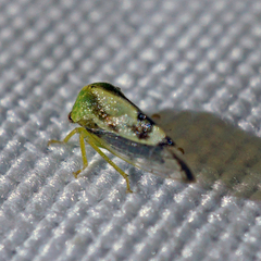 Atymna helena
