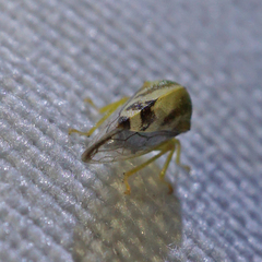 Atymna helena