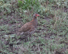 Pternistis rufopictus