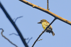 Pogoniulus scolopaceus