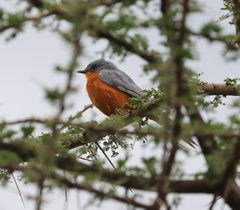 Melaenornis semipartitus