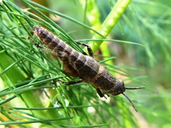 Cedarinia