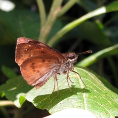 Zera tetrastigma erisichthon