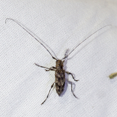 Acanthocinus pusillus