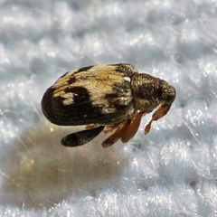 Tachyerges ephippiatus