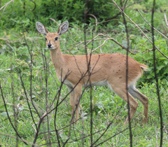 Raphicerus campestris neumanni