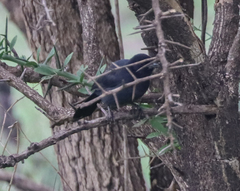 Laniarius funebris
