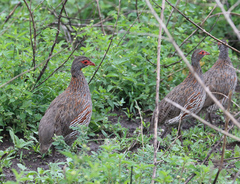Pternistis rufopictus