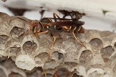 Polistes dorsalis dorsalis