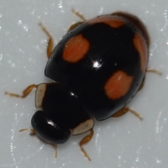 Hyperaspis connectens