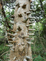 Zanthoxylum setulosum