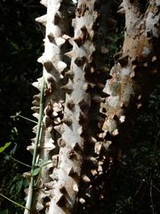 Zanthoxylum setulosum