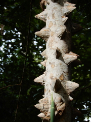 Zanthoxylum setulosum