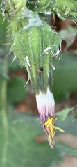 Sonchus oleraceus