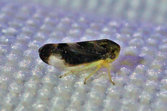 Pediopsoides distinctus