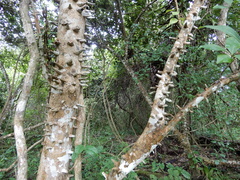 Zanthoxylum setulosum