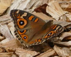 Junonia villida