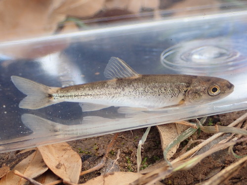 Spikedace (Meda fulgida) — Cyprinidae