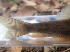 Pantosteus clarkii