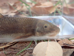 Pantosteus clarkii