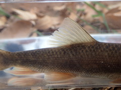 Pantosteus clarkii