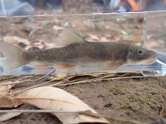 Pantosteus clarkii