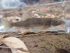 Pantosteus clarkii
