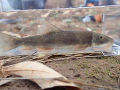 Pantosteus clarkii