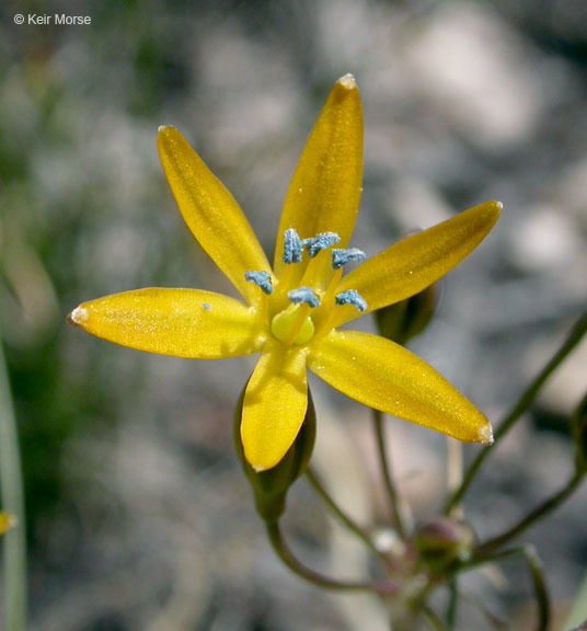 Triteleia montana