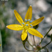 Triteleia montana - Photo (c) 2009 Keir Morse，保留部份權利CC BY-NC-SA