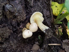 Tricholoma odorum