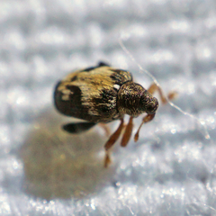 Tachyerges ephippiatus