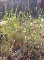 Phragmites australis