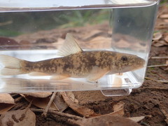 Pantosteus clarkii