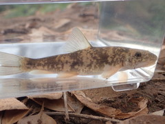 Pantosteus clarkii