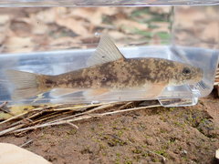 Pantosteus clarkii
