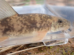 Pantosteus clarkii