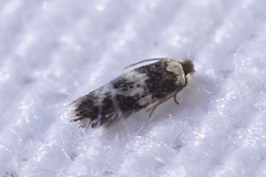 Acalyptris thoracealbella