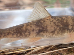 Pantosteus clarkii
